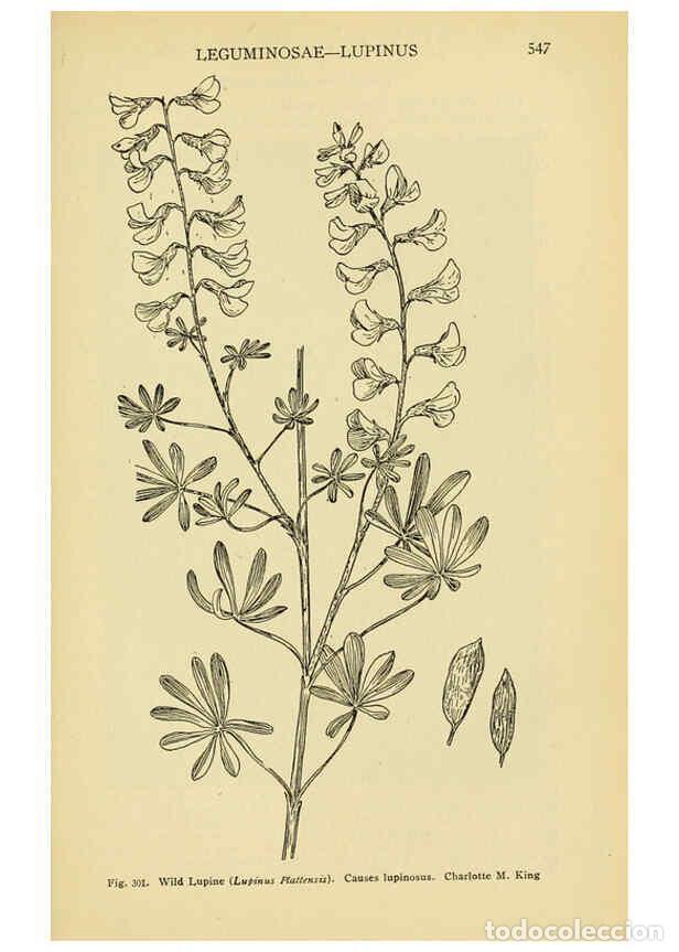 Collectionnisme de Revues et Journaux: Reproducci&oacute;n/Reproduction 6005313116: A manual of poisonous plants Cedar Rapids, Ia. :The Torch Pres