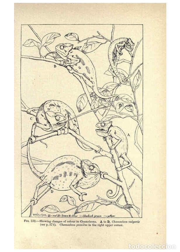 Collezionismo di Riviste e Giornali: Reproducci&oacute;n/Reproduction 6004713915: Amphibia and reptiles London,Macmillan and co., limited,1901 -