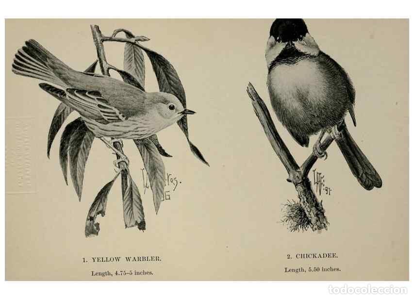 Collezionismo di Riviste e Giornali: Reproducci&oacute;n/Reproduction 7365369854: Birdcraft :. New York :Macmillan Co.,c1897. - Fuertes, Louis A
