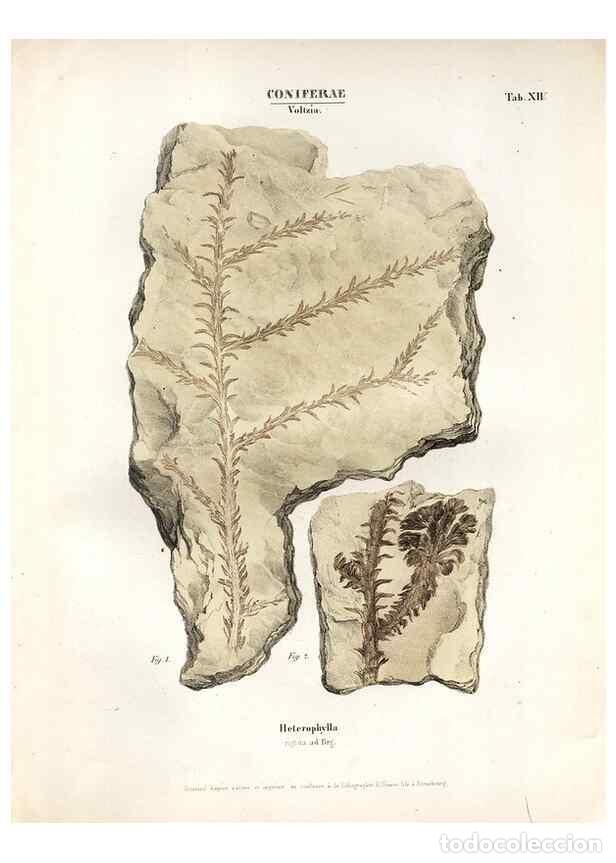 Collectionnisme de Revues et Journaux: Reproducci&oacute;n/Reproduction 7362126760: Monographie des plantes fossiles du gr&egrave;s bigarr&eacute; de la chaine