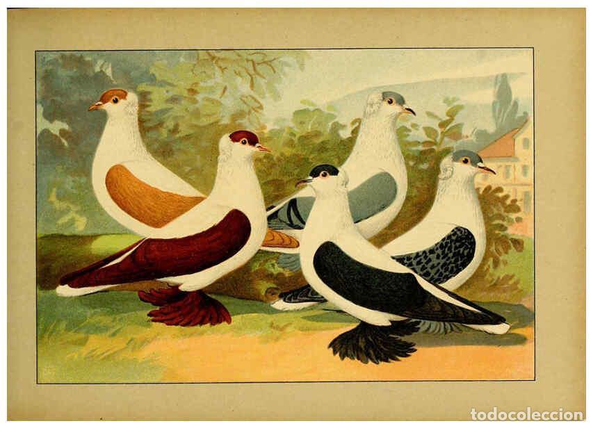 Collectionnisme de Revues et Journaux: Reproducci&oacute;n/Reproduction 6004675335: Illustriertes Prachtwerk s&auml;mtlicher Taubenrassen W&uuml;rzburg,K&ouml;ni