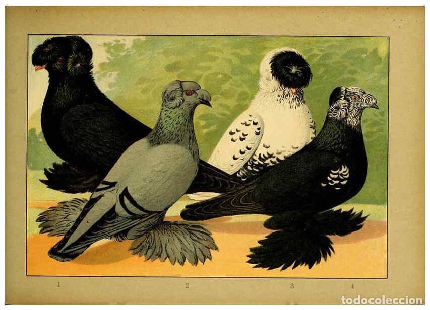 Collectionnisme de Revues et Journaux: Reproducci&oacute;n/Reproduction 6005222832: Illustriertes Prachtwerk s&auml;mtlicher Taubenrassen W&uuml;rzburg,K&ouml;ni