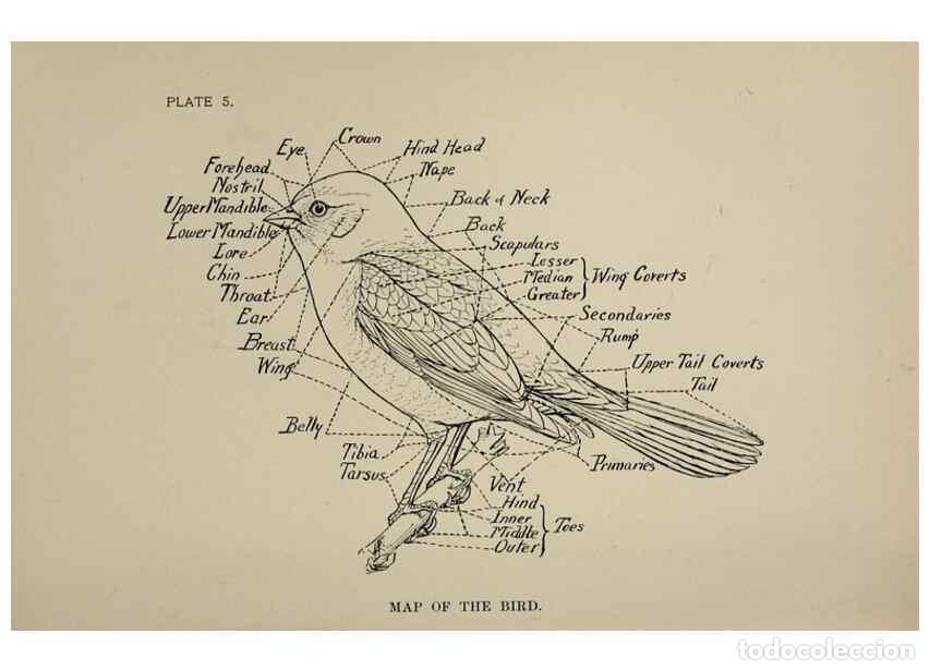 Collectionnisme de Revues et Journaux: Reproducci&oacute;n/Reproduction 7180136233: Birdcraft :. New York :Macmillan Co.,c1897. - Fuertes, Louis A