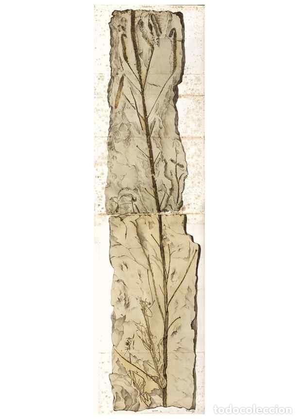 Collectionnisme de Revues et Journaux: Reproducci&oacute;n/Reproduction 7362132756: Monographie des plantes fossiles du gr&egrave;s bigarr&eacute; de la chaine