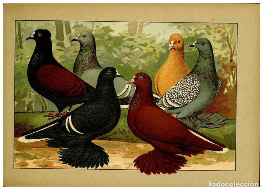 Collectionnisme de Revues et Journaux: Reproducci&oacute;n/Reproduction 6004674375: Illustriertes Prachtwerk s&auml;mtlicher Taubenrassen W&uuml;rzburg,K&ouml;ni