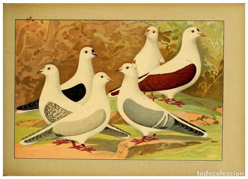 Collectionnisme de Revues et Journaux: Reproducci&oacute;n/Reproduction 6004676251: Illustriertes Prachtwerk s&auml;mtlicher Taubenrassen W&uuml;rzburg,K&ouml;ni