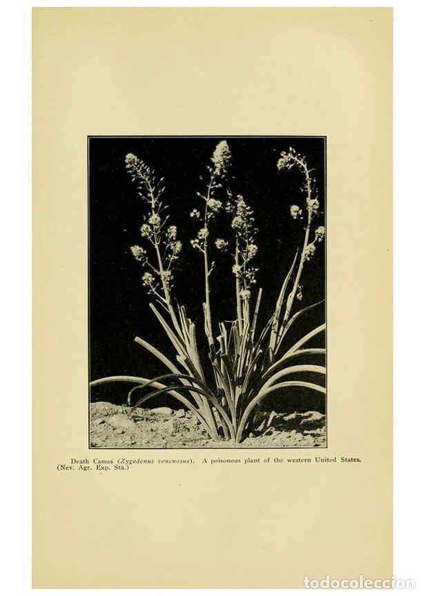 Collectionnisme de Revues et Journaux: Reproducci&oacute;n/Reproduction 6005310388: A manual of poisonous plants Cedar Rapids, Ia. :The Torch Pres