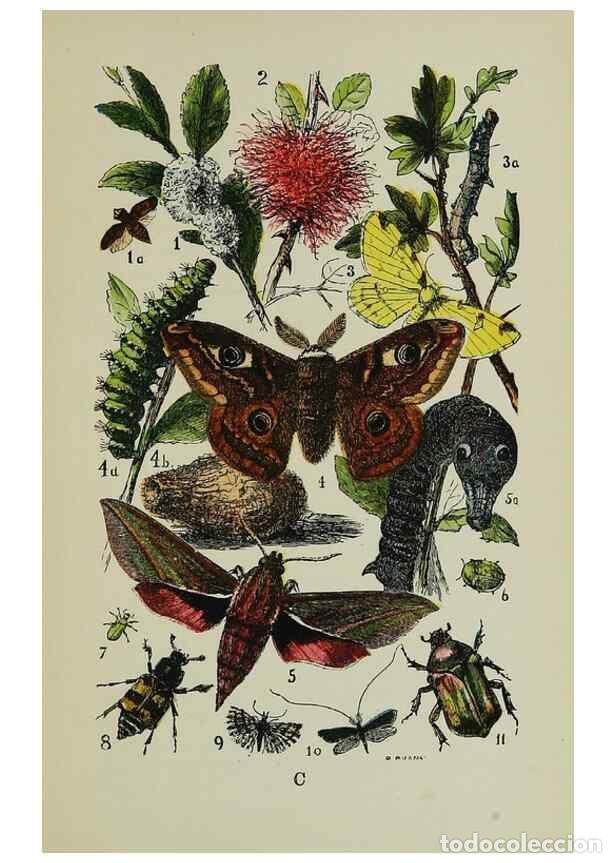 Collectionnisme de Revues et Journaux: Reproducci&oacute;n/Reproduction 7179997403: The common objects of the country /. London :George Routledge