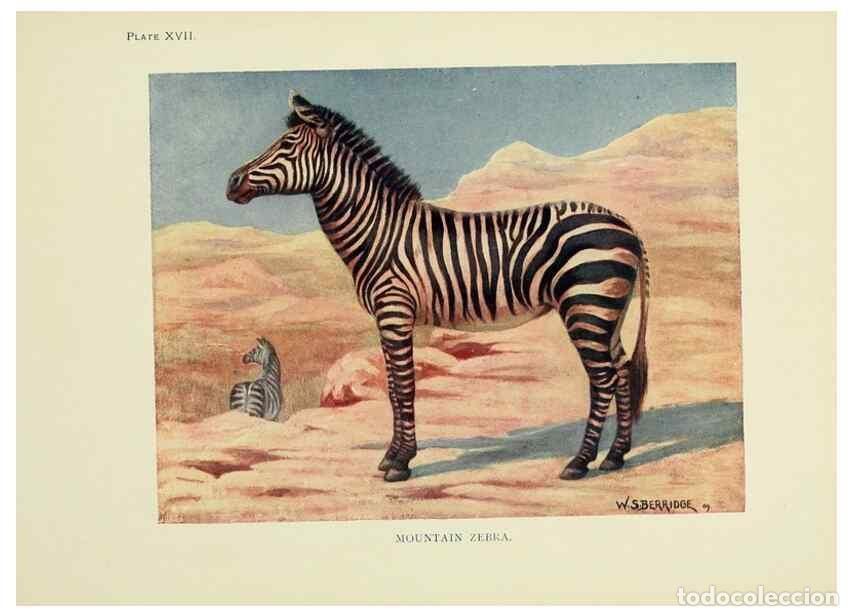Collectionnisme de Revues et Journaux: Reproducci&oacute;n/Reproduction 7335349944: The book of the animal kingdom.. London,J. M. Dent & sons, ltd