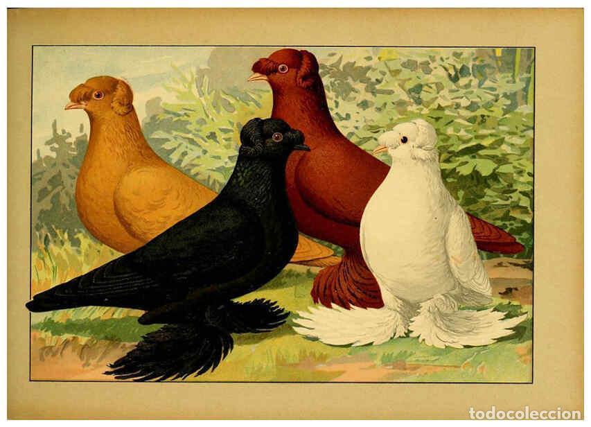 Collectionnisme de Revues et Journaux: Reproducci&oacute;n/Reproduction 6004676887: Illustriertes Prachtwerk s&auml;mtlicher Taubenrassen W&uuml;rzburg,K&ouml;ni