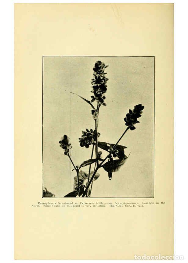 Collectionnisme de Revues et Journaux: Reproducci&oacute;n/Reproduction 6005311434: A manual of poisonous plants Cedar Rapids, Ia. :The Torch Pres