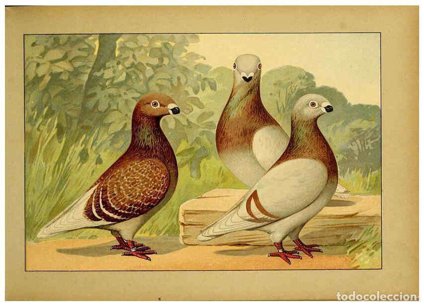 Collectionnisme de Revues et Journaux: Reproducci&oacute;n/Reproduction 6005217696: Illustriertes Prachtwerk s&auml;mtlicher Taubenrassen W&uuml;rzburg,K&ouml;ni