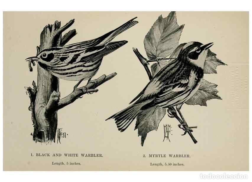 Collectionnisme de Revues et Journaux: Reproducci&oacute;n/Reproduction 7180148977: Birdcraft :. New York :Macmillan Co.,c1897. - Fuertes, Louis A