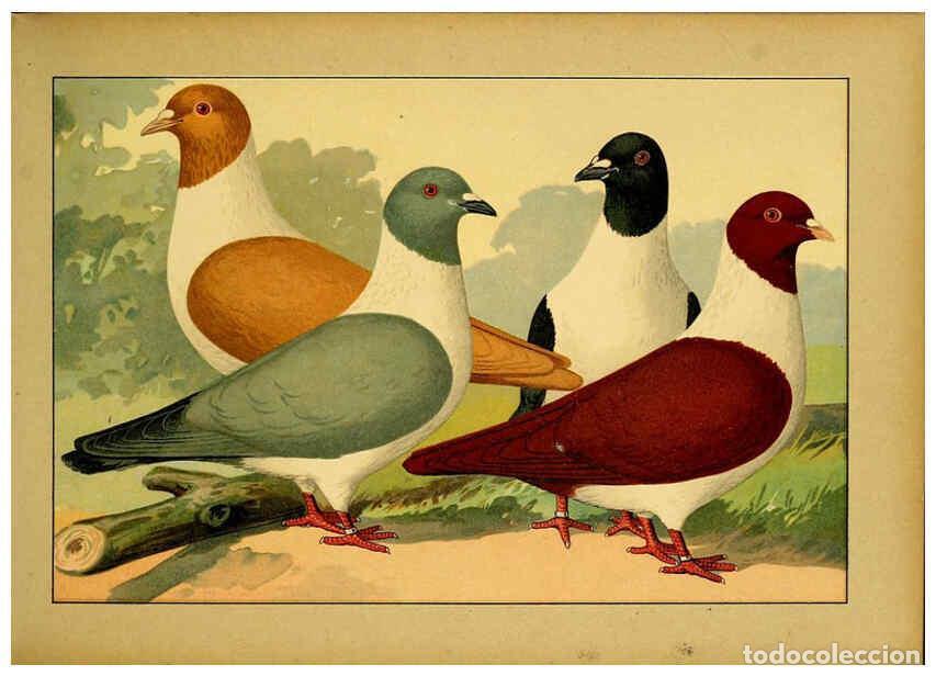 Collectionnisme de Revues et Journaux: Reproducci&oacute;n/Reproduction 6004672525: Illustriertes Prachtwerk s&auml;mtlicher Taubenrassen W&uuml;rzburg,K&ouml;ni