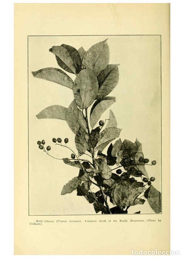 Collectionnisme de Revues et Journaux: Reproducci&oacute;n/Reproduction 6005312444: A manual of poisonous plants Cedar Rapids, Ia. :The Torch Pres