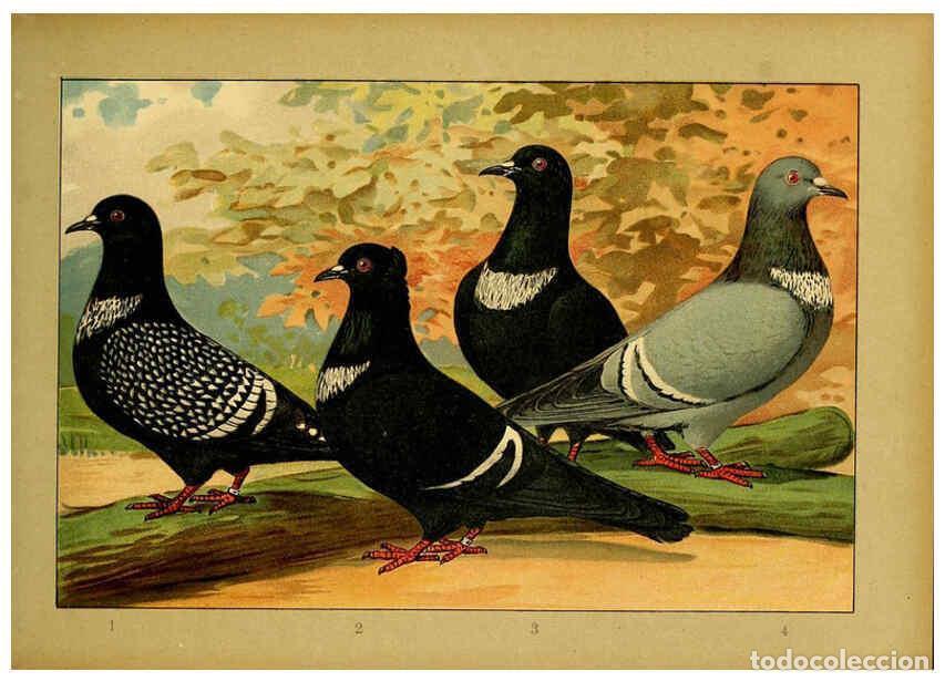 Collectionnisme de Revues et Journaux: Reproducci&oacute;n/Reproduction 6005219924: Illustriertes Prachtwerk s&auml;mtlicher Taubenrassen W&uuml;rzburg,K&ouml;ni