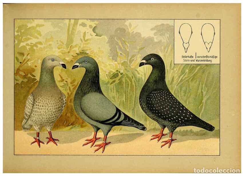 Collectionnisme de Revues et Journaux: Reproducci&oacute;n/Reproduction 6004671827: Illustriertes Prachtwerk s&auml;mtlicher Taubenrassen W&uuml;rzburg,K&ouml;ni