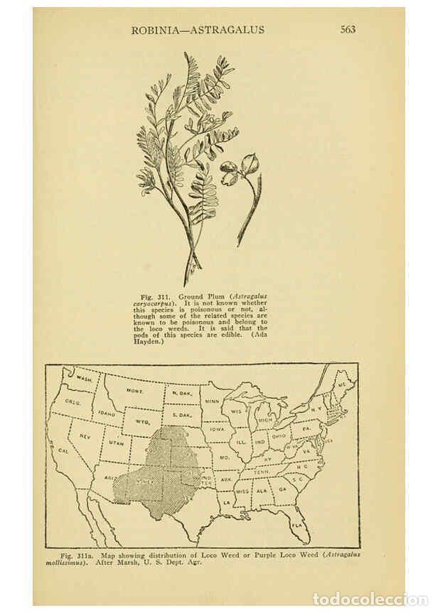 Collectionnisme de Revues et Journaux: Reproducci&oacute;n/Reproduction 6005313624: A manual of poisonous plants Cedar Rapids, Ia. :The Torch Pres