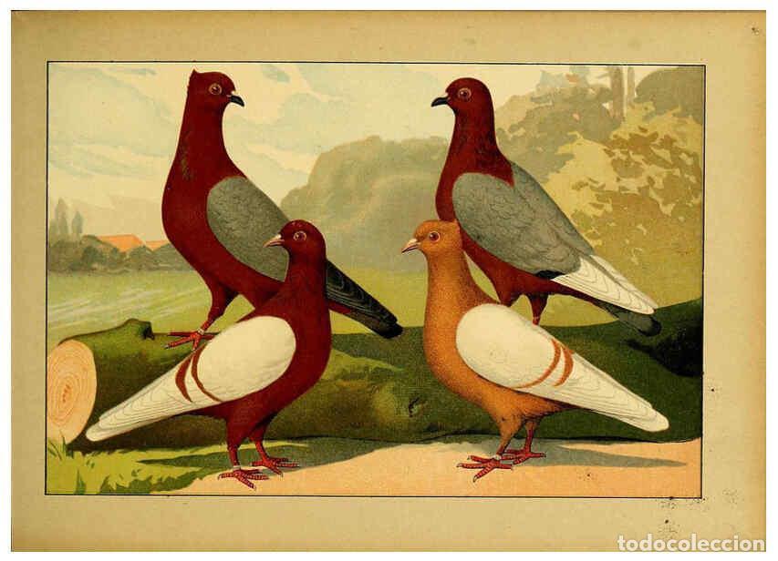 Collectionnisme de Revues et Journaux: Reproducci&oacute;n/Reproduction 6005219312: Illustriertes Prachtwerk s&auml;mtlicher Taubenrassen W&uuml;rzburg,K&ouml;ni