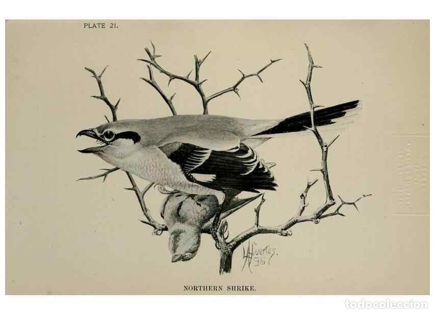 Collectionnisme de Revues et Journaux: Reproducci&oacute;n/Reproduction 7180154893: Birdcraft :. New York :Macmillan Co.,c1897. - Fuertes, Louis A