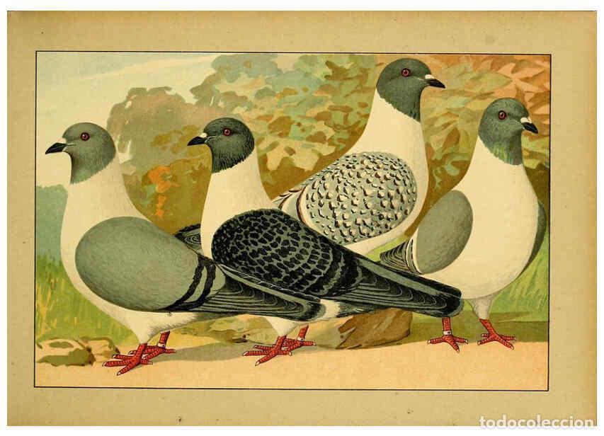 Collectionnisme de Revues et Journaux: Reproducci&oacute;n/Reproduction 6004672641: Illustriertes Prachtwerk s&auml;mtlicher Taubenrassen W&uuml;rzburg,K&ouml;ni