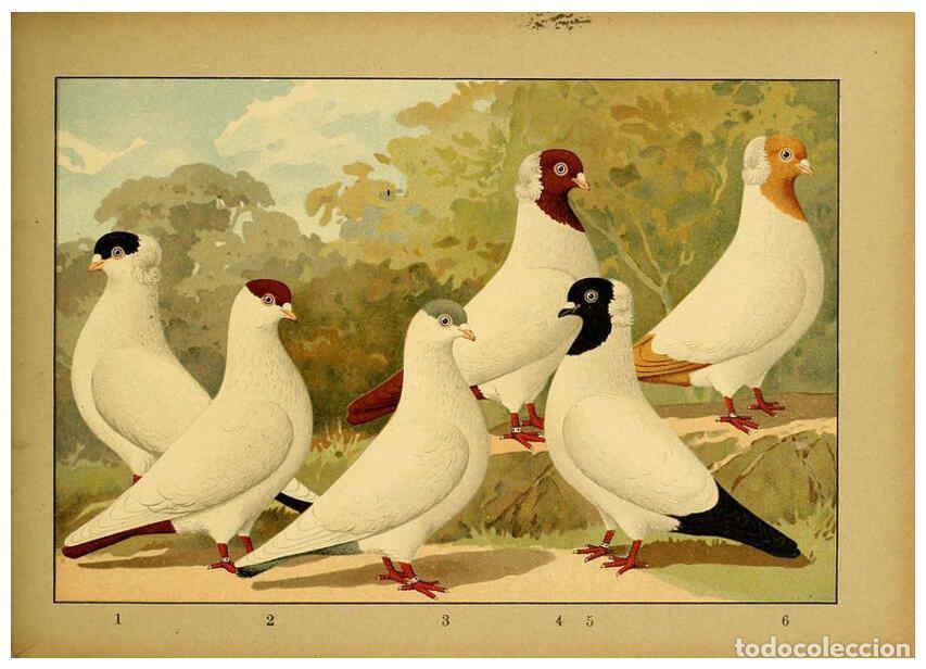 Collectionnisme de Revues et Journaux: Reproducci&oacute;n/Reproduction 6004683605: Illustriertes Prachtwerk s&auml;mtlicher Taubenrassen W&uuml;rzburg,K&ouml;ni