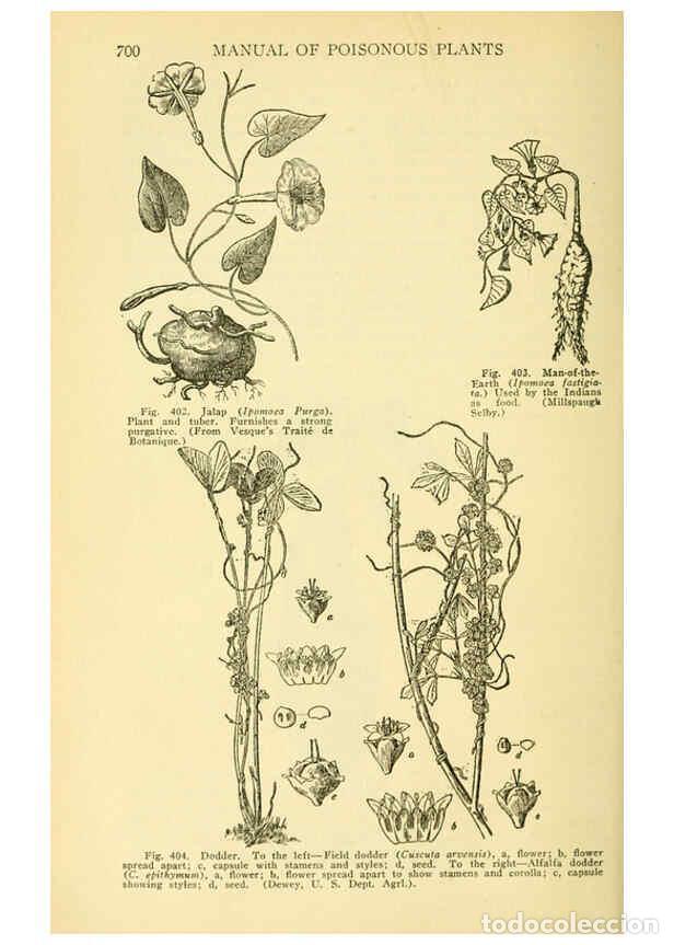 Collectionnisme de Revues et Journaux: Reproducci&oacute;n/Reproduction 6005314890: A manual of poisonous plants Cedar Rapids, Ia. :The Torch Pres