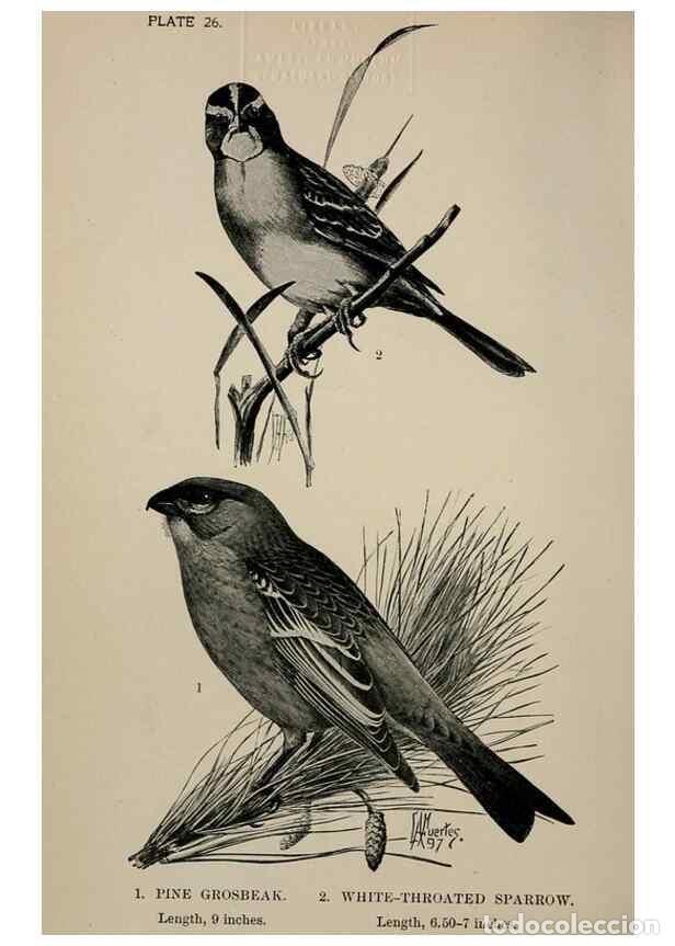 Collectionnisme de Revues et Journaux: Reproducci&oacute;n/Reproduction 7365390552: Birdcraft :. New York :Macmillan Co.,c1897. - Fuertes, Louis A