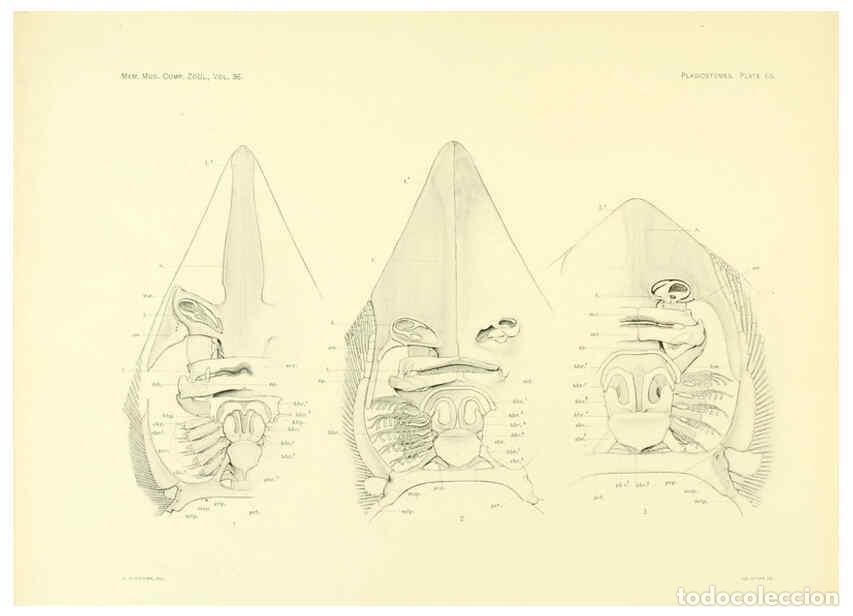 Coleccionismo de Revistas y Peri&oacute;dicos: Reproducci&oacute;n/Reproduction 6001276897: The Plagiostomia : Sharks, skates, and rays Cambridge, U.S.A.