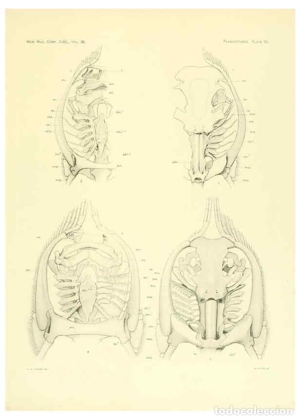 Coleccionismo de Revistas y Peri&oacute;dicos: Reproducci&oacute;n/Reproduction 6001277791: The Plagiostomia : Sharks, skates, and rays Cambridge, U.S.A.