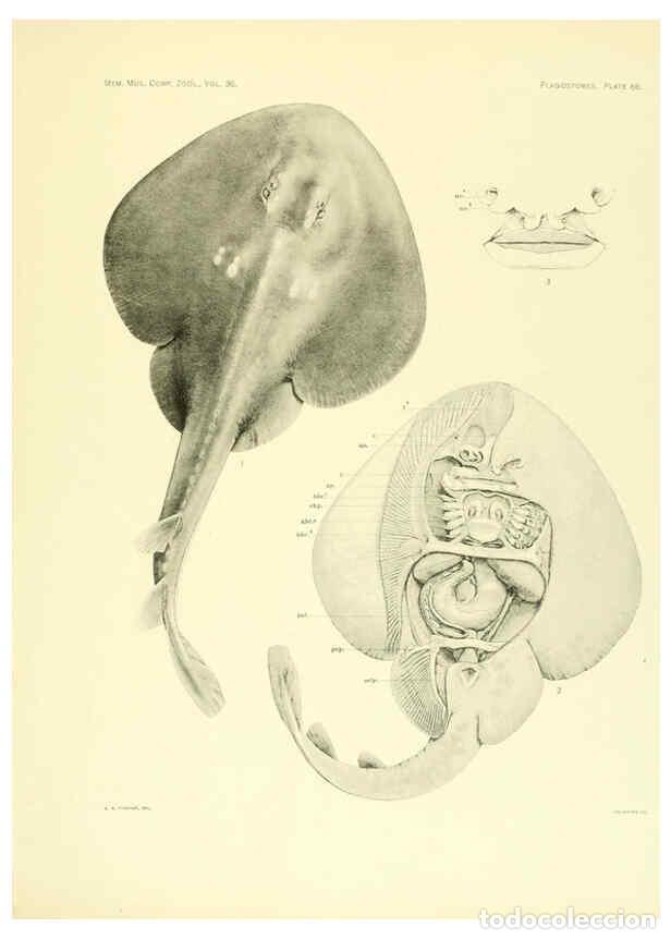 Coleccionismo de Revistas y Peri&oacute;dicos: Reproducci&oacute;n/Reproduction 6001277041: The Plagiostomia : Sharks, skates, and rays Cambridge, U.S.A.