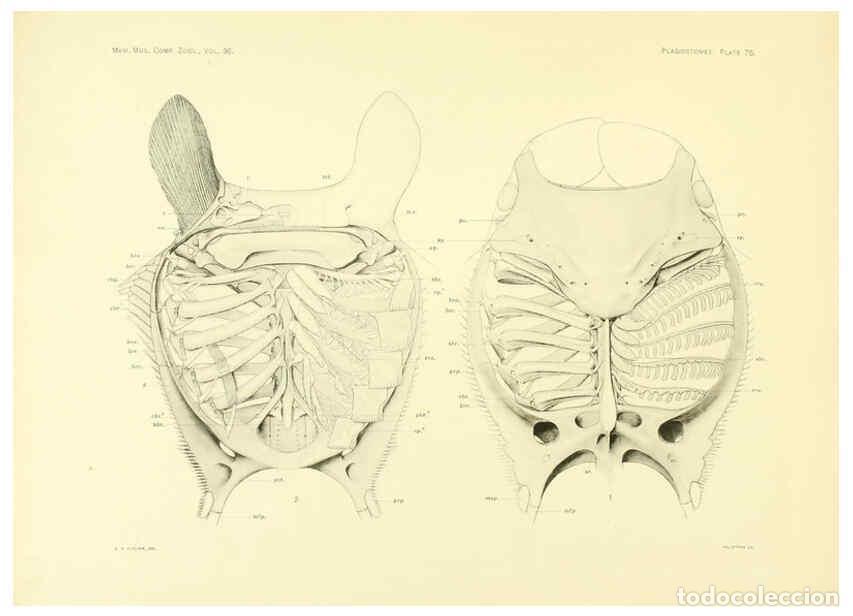 Coleccionismo de Revistas y Peri&oacute;dicos: Reproducci&oacute;n/Reproduction 6001278699: The Plagiostomia : Sharks, skates, and rays Cambridge, U.S.A.