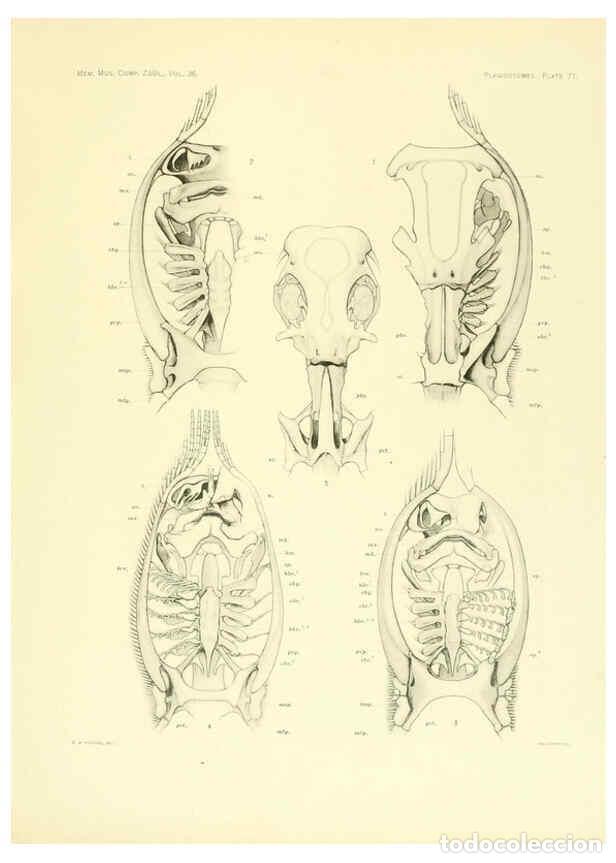 Coleccionismo de Revistas y Peri&oacute;dicos: Reproducci&oacute;n/Reproduction 6001277935: The Plagiostomia : Sharks, skates, and rays Cambridge, U.S.A.