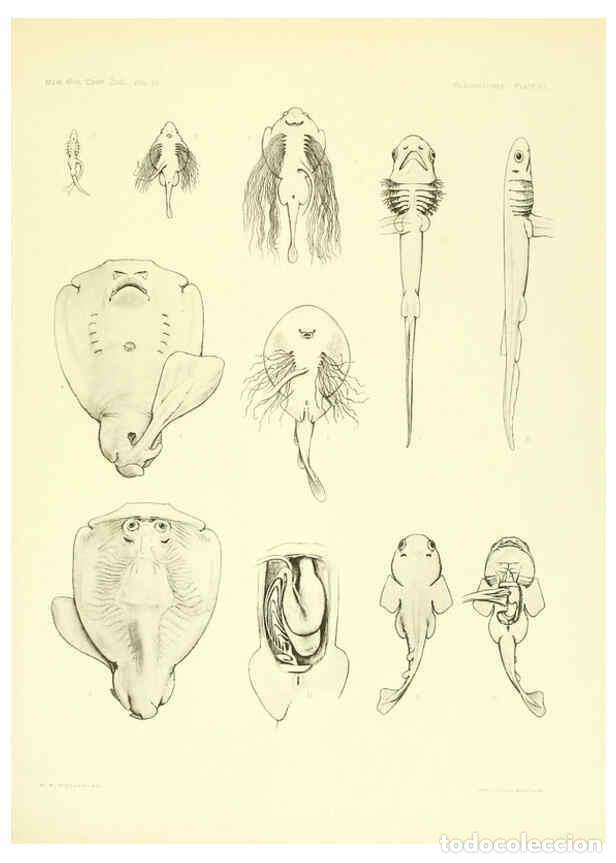 Coleccionismo de Revistas y Peri&oacute;dicos: Reproducci&oacute;n/Reproduction 6001824932: The Plagiostomia : Sharks, skates, and rays Cambridge, U.S.A.