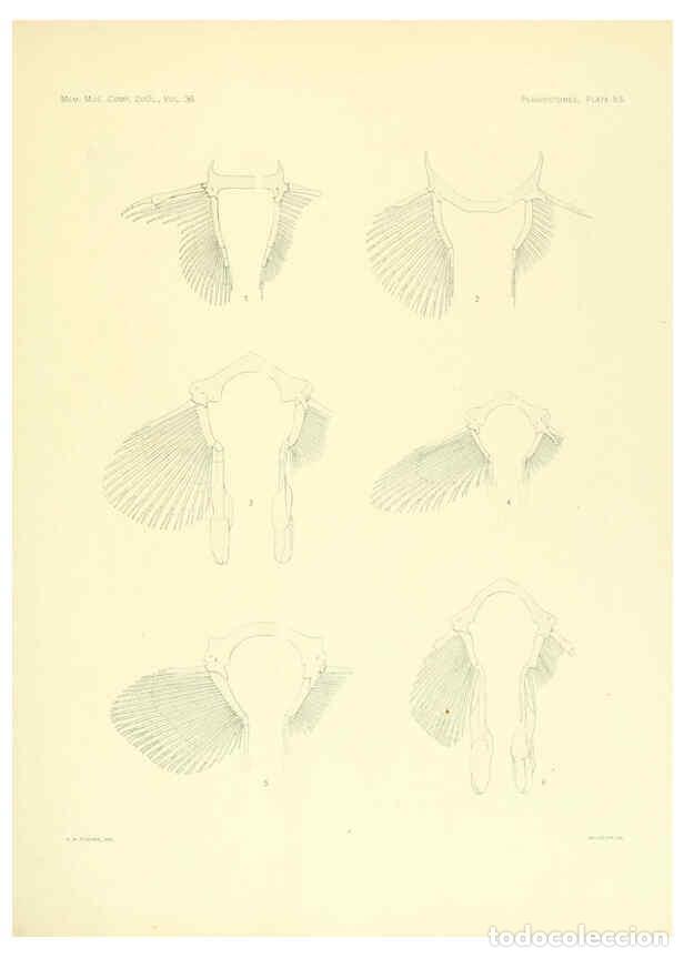 Coleccionismo de Revistas y Peri&oacute;dicos: Reproducci&oacute;n/Reproduction 6001275111: The Plagiostomia : Sharks, skates, and rays Cambridge, U.S.A.