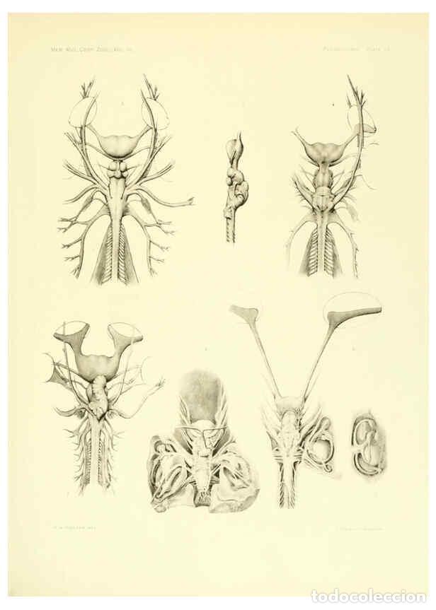 Coleccionismo de Revistas y Peri&oacute;dicos: Reproducci&oacute;n/Reproduction 6001822308: The Plagiostomia : Sharks, skates, and rays Cambridge, U.S.A.