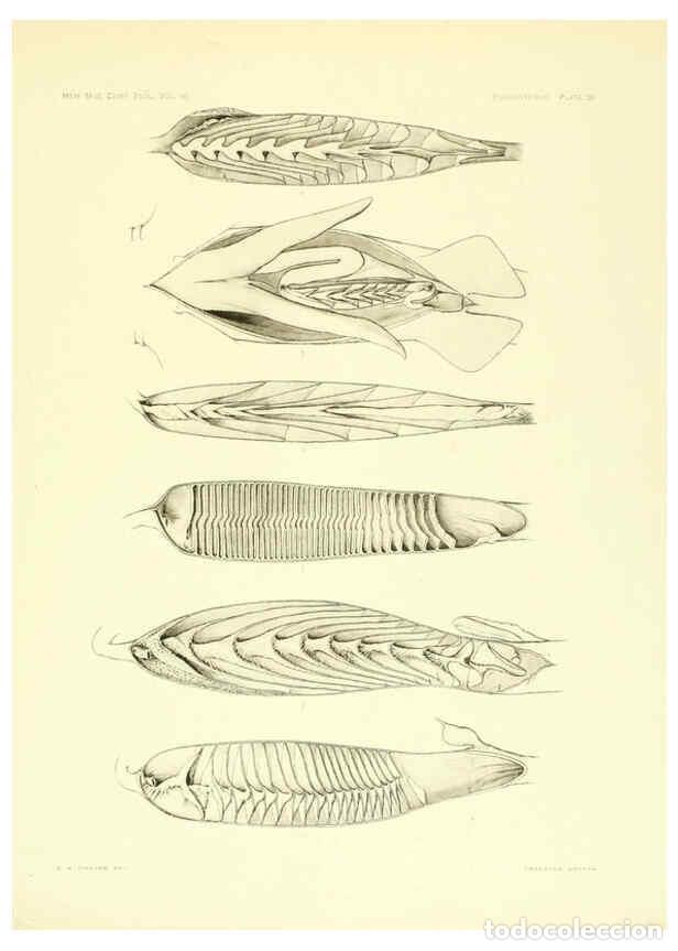 Coleccionismo de Revistas y Peri&oacute;dicos: Reproducci&oacute;n/Reproduction 6001824514: The Plagiostomia : Sharks, skates, and rays Cambridge, U.S.A.