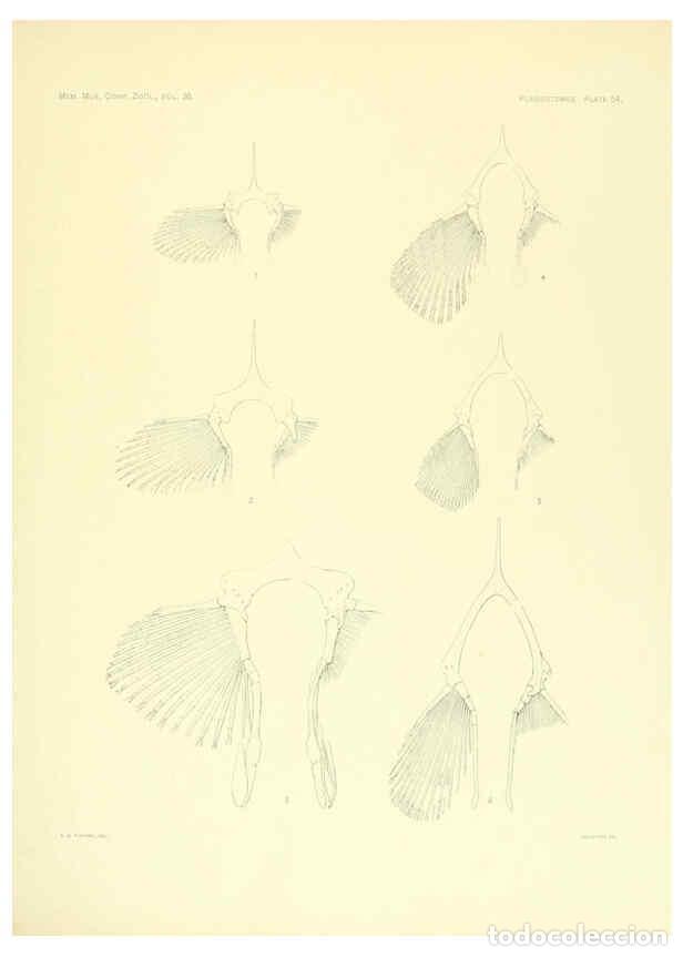 Coleccionismo de Revistas y Peri&oacute;dicos: Reproducci&oacute;n/Reproduction 6001275249: The Plagiostomia : Sharks, skates, and rays Cambridge, U.S.A.