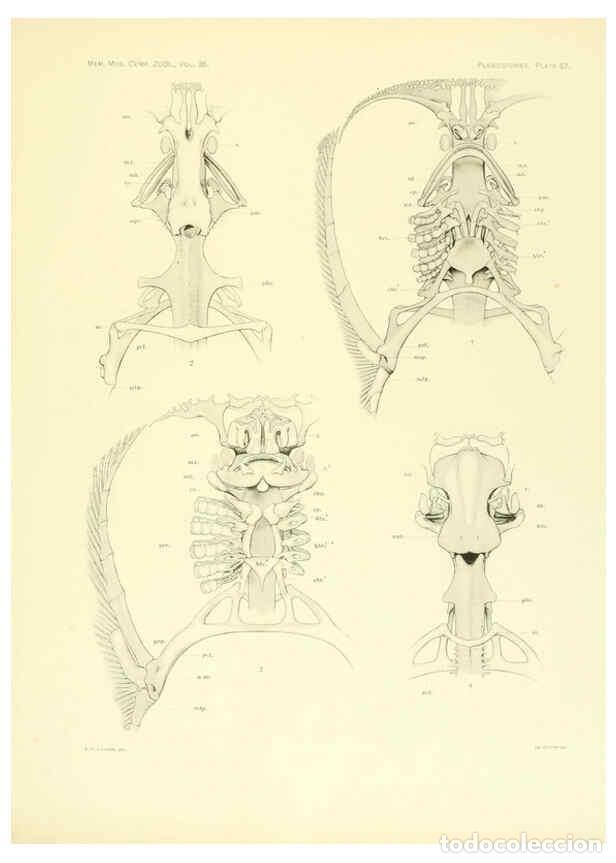 Coleccionismo de Revistas y Peri&oacute;dicos: Reproducci&oacute;n/Reproduction 6001825742: The Plagiostomia : Sharks, skates, and rays Cambridge, U.S.A.