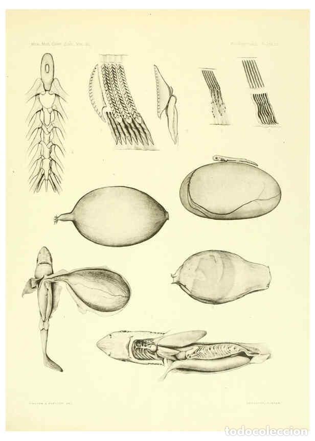 Coleccionismo de Revistas y Peri&oacute;dicos: Reproducci&oacute;n/Reproduction 6001824648: The Plagiostomia : Sharks, skates, and rays Cambridge, U.S.A.