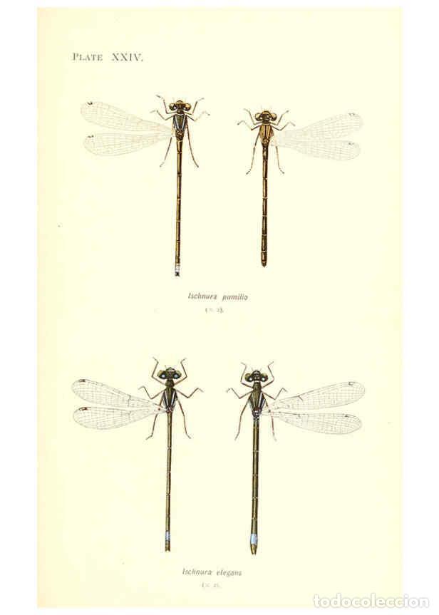 Sammeln von Zeitschriften und Zeitungen: Reproducci&oacute;n/Reproduction 6001792845: British dragonflies (Odonata) London,L.U. Gill,1900 - William
