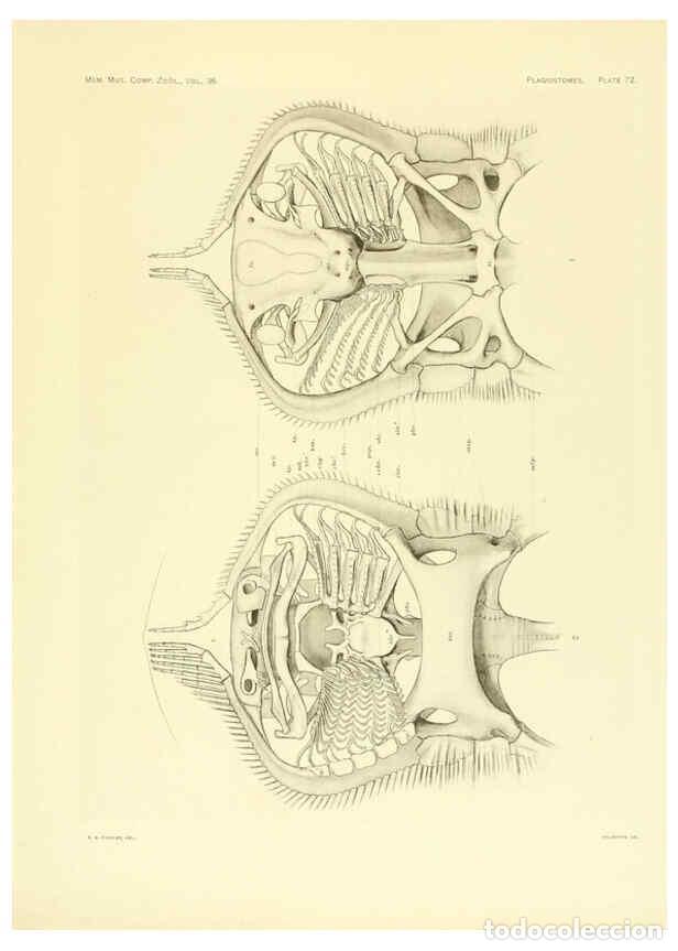 Coleccionismo de Revistas y Peri&oacute;dicos: Reproducci&oacute;n/Reproduction 6001278135: The Plagiostomia : Sharks, skates, and rays Cambridge, U.S.A.