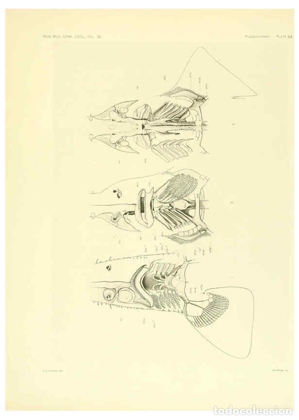 Coleccionismo de Revistas y Peri&oacute;dicos: Reproducci&oacute;n/Reproduction 6001825336: The Plagiostomia : Sharks, skates, and rays Cambridge, U.S.A.