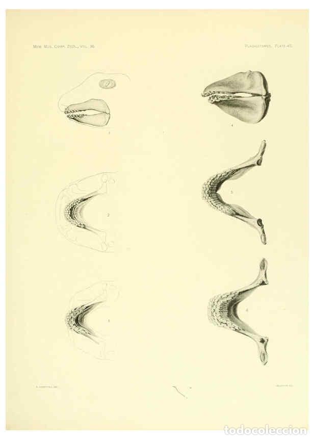 Coleccionismo de Revistas y Peri&oacute;dicos: Reproducci&oacute;n/Reproduction 6001274037: The Plagiostomia : Sharks, skates, and rays Cambridge, U.S.A.