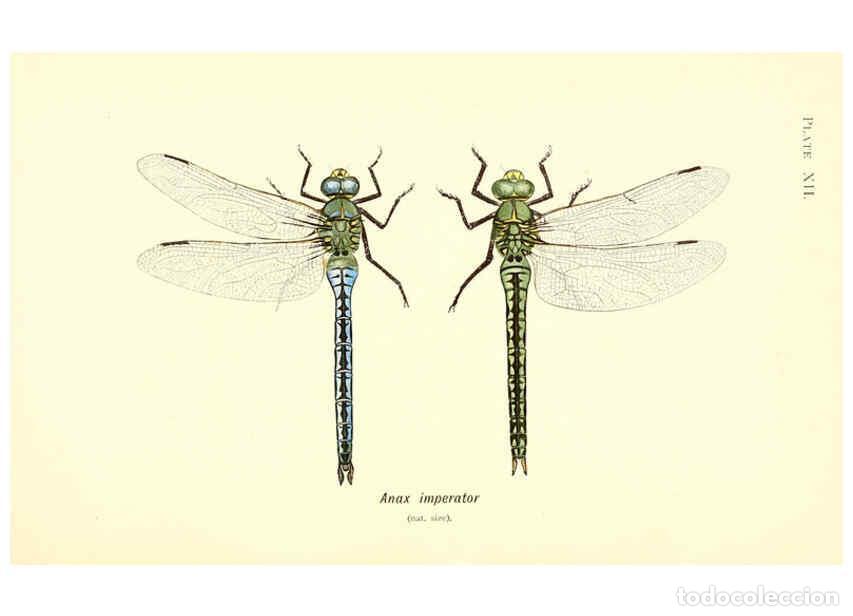 Coleccionismo de Revistas y Peri&oacute;dicos: Reproducci&oacute;n/Reproduction 6002338102: British dragonflies (Odonata) London,L.U. Gill,1900 - William