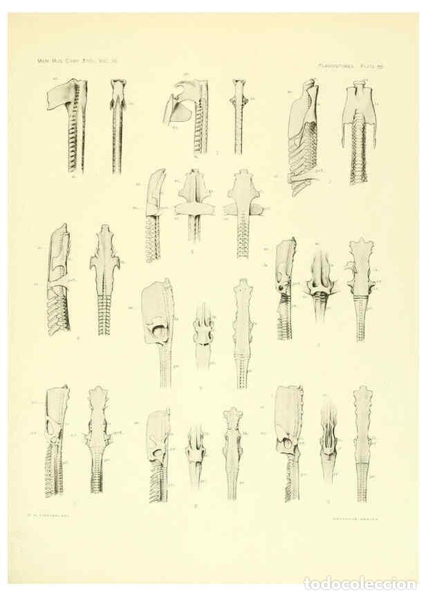 Coleccionismo de Revistas y Peri&oacute;dicos: Reproducci&oacute;n/Reproduction 6001823910: The Plagiostomia : Sharks, skates, and rays Cambridge, U.S.A.