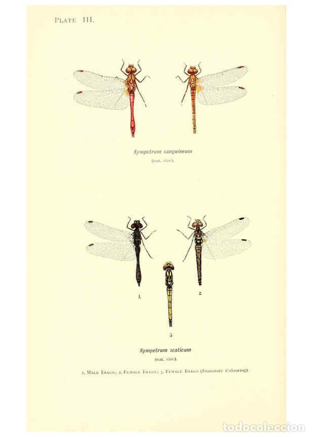 Sammeln von Zeitschriften und Zeitungen: Reproducci&oacute;n/Reproduction 6001785977: British dragonflies (Odonata) London,L.U. Gill,1900 - William