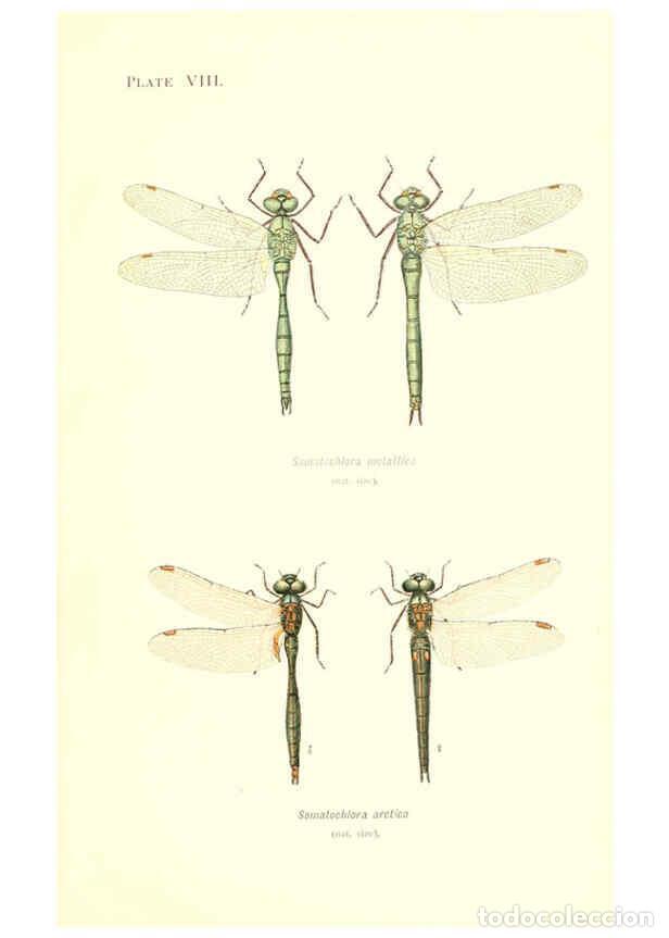 Collection Magazines and Newspapers: Reproducci&oacute;n/Reproduction 6002336906: British dragonflies (Odonata) London,L.U. Gill,1900 - William