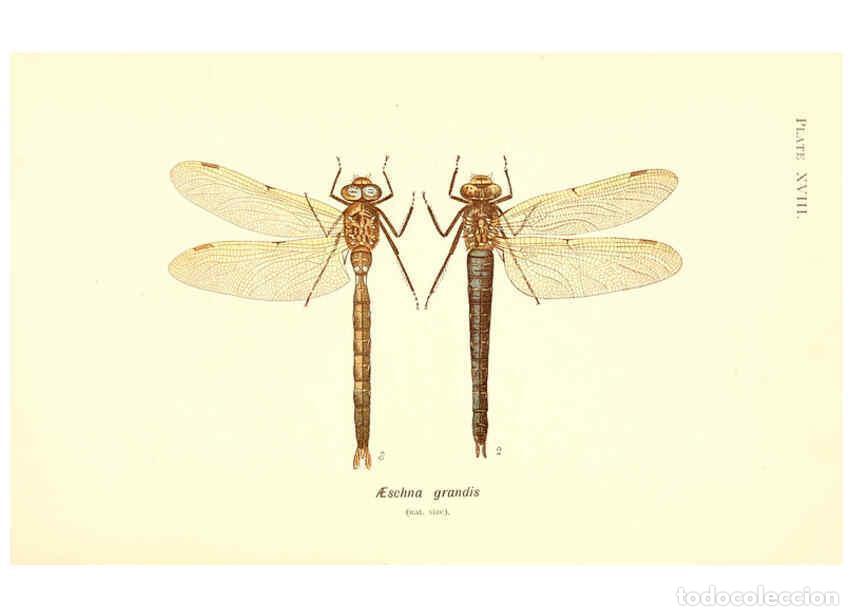 Coleccionismo de revistas y peri&oacute;dicos: Reproducci&oacute;n/Reproduction 6002339832: British dragonflies (Odonata) London,L.U. Gill,1900 - William