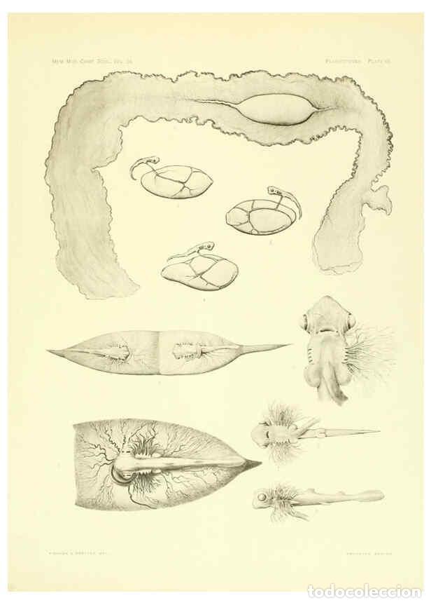 Coleccionismo de Revistas y Peri&oacute;dicos: Reproducci&oacute;n/Reproduction 6001276171: The Plagiostomia : Sharks, skates, and rays Cambridge, U.S.A.